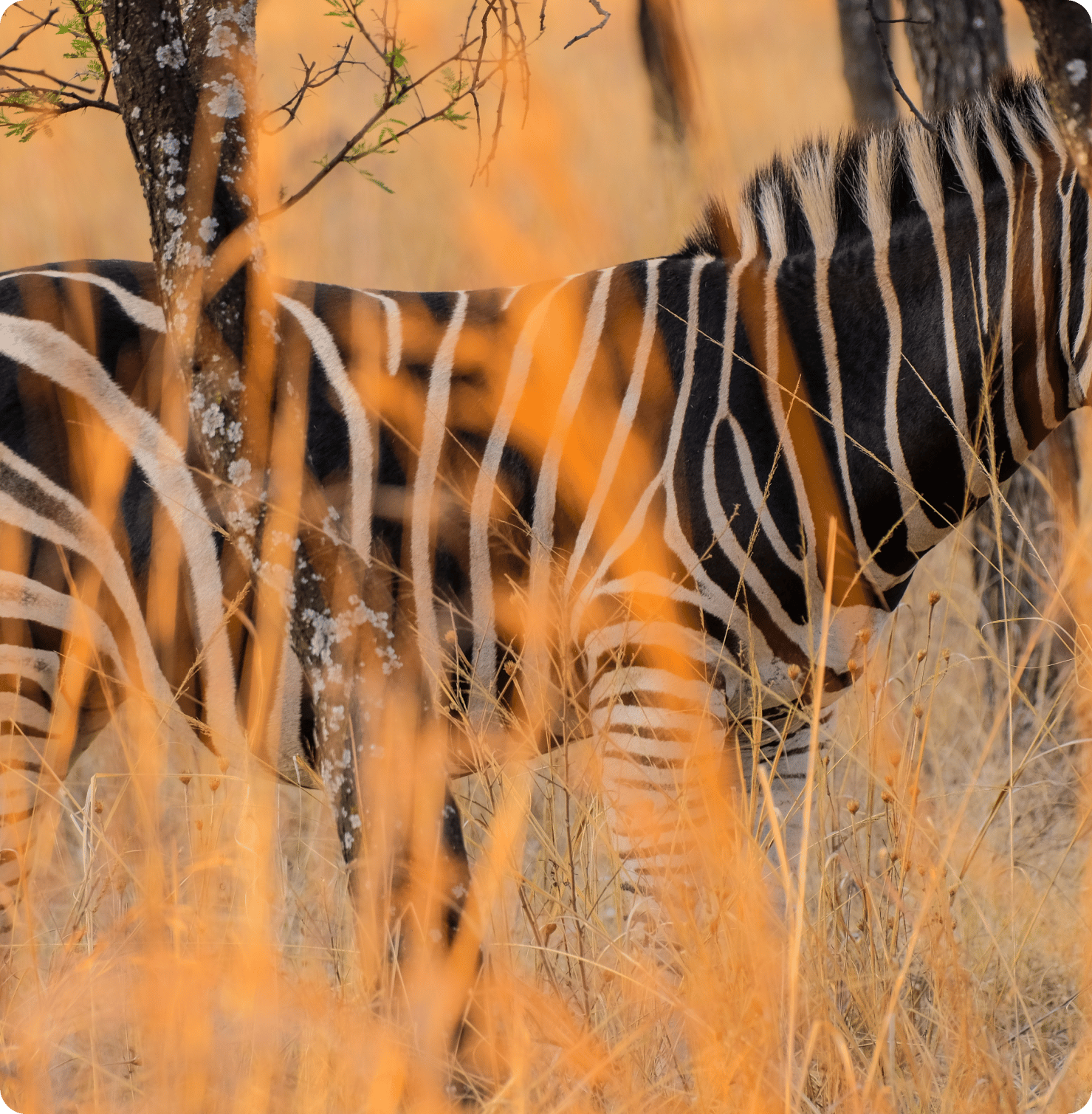 Property 1=Variant11